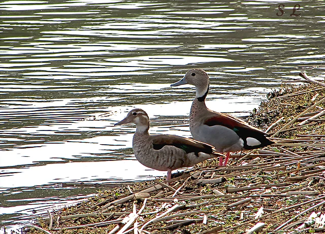 Pato de collar(callonetta leucophrys)macho y hembra. Pato de collar(callonetta leucophrys)macho y hembra.