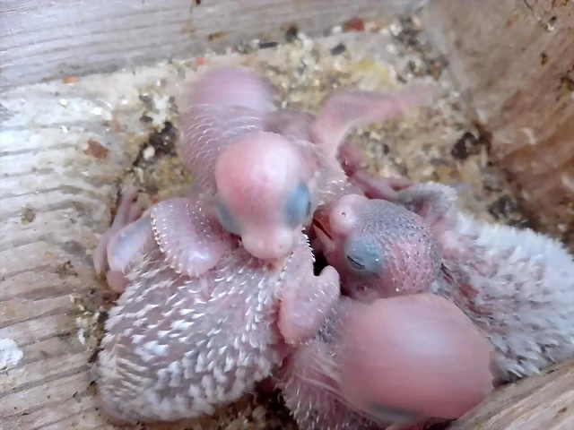 pollos2
