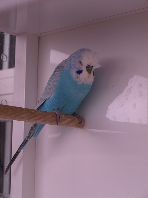 Ángel (1) Ángel (1)