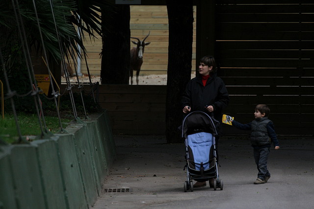 Zoo de Barcelona 18-12-2010 896 Zoo de Barcelona 18-12-2010 896