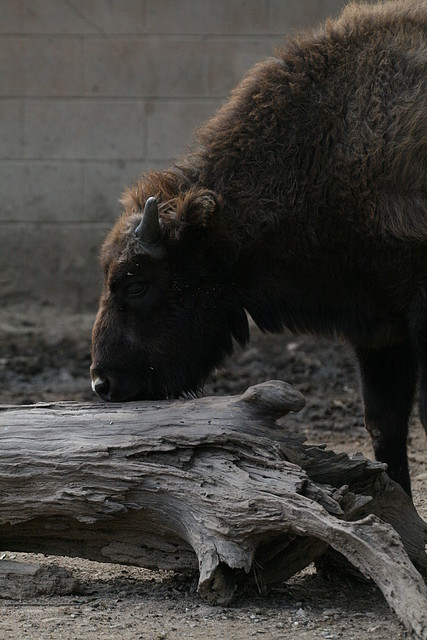 Zoo de Barcelona 18-12-2010 982 Zoo de Barcelona 18-12-2010 982