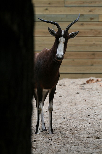 Zoo de Barcelona 18-12-2010 905 Zoo de Barcelona 18-12-2010 905