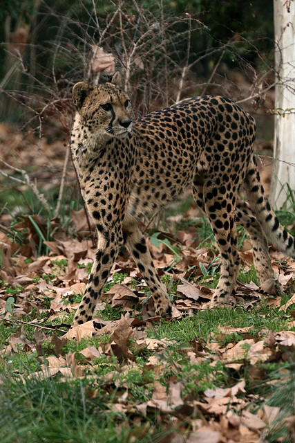 Zoo de Barcelona 18-12-2010 889 Zoo de Barcelona 18-12-2010 889
