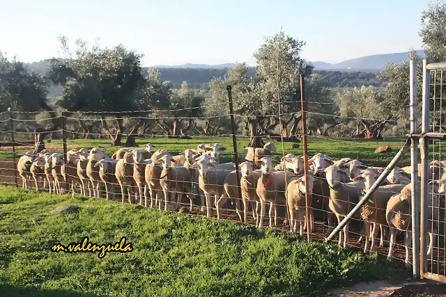 09, ovejas al sol marca