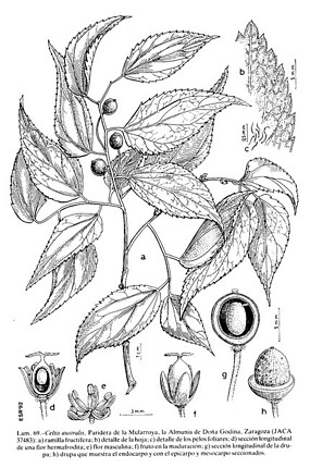 Celtis_australis_FIL