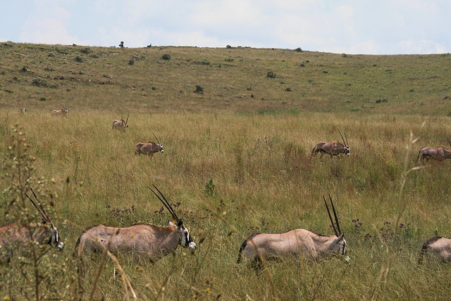 Rhino & Lion Nature Reserve 22-02-09 092 Rhino & Lion Nature Reserve 22-02-09 092