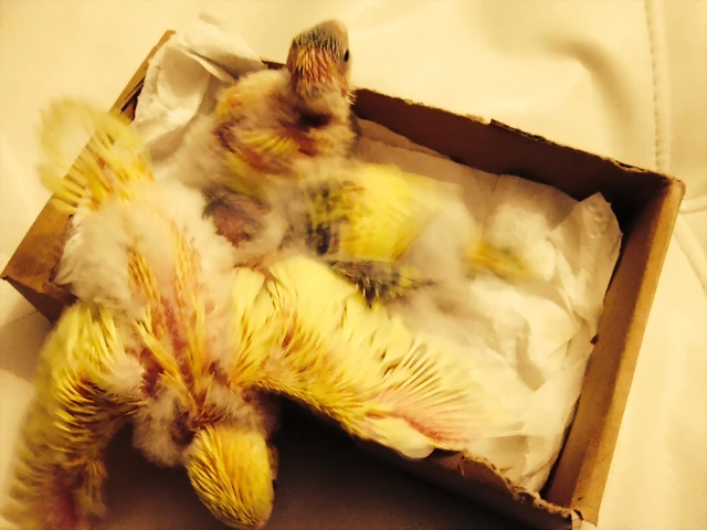 Pollos Caja1 Pollos Caja1