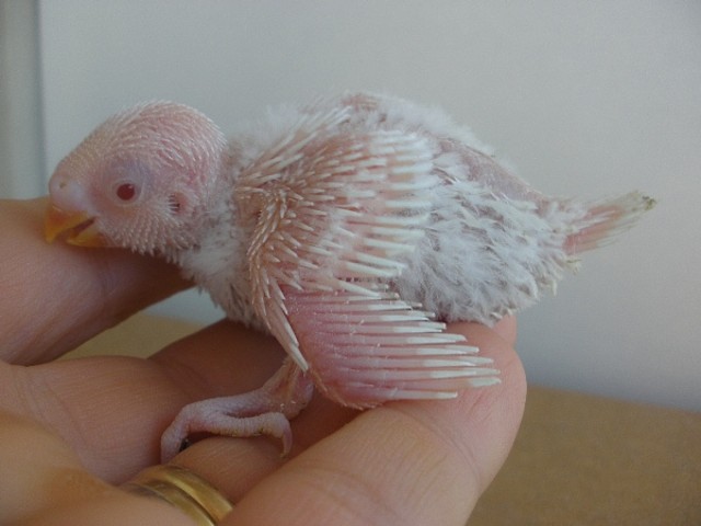 albina 9-10-2011
