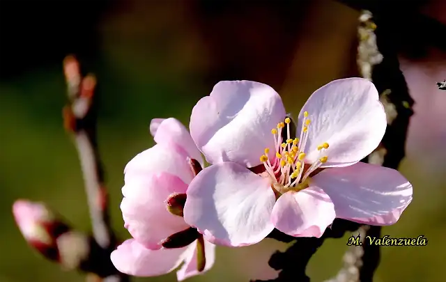 17, flor del almendro, marca