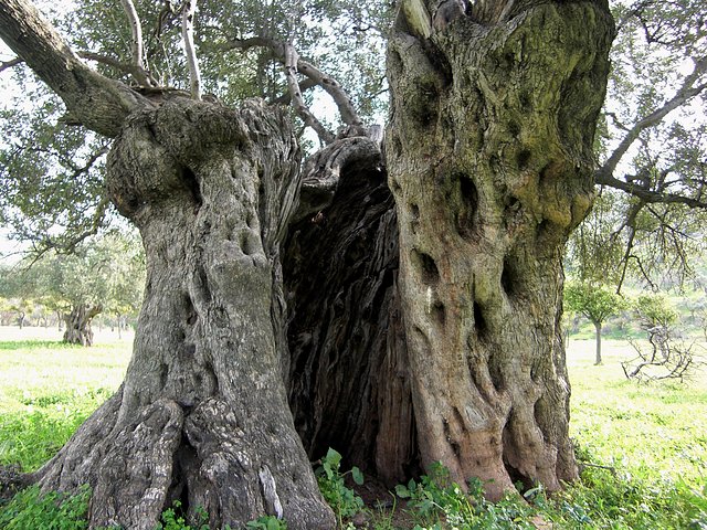 tronco de oliva