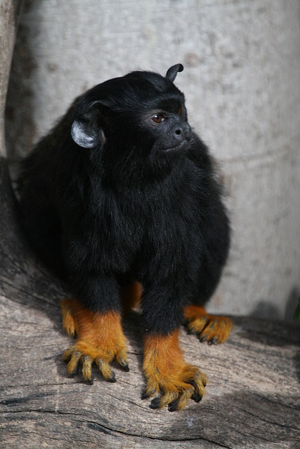 Zoo de Barcelona 28-11-2010 317 Zoo de Barcelona 28-11-2010 317