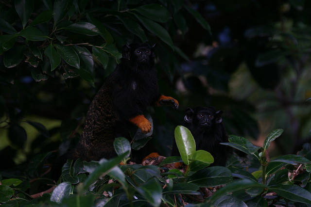 Zoo de Barcelona 28-11-2010 239 Zoo de Barcelona 28-11-2010 239