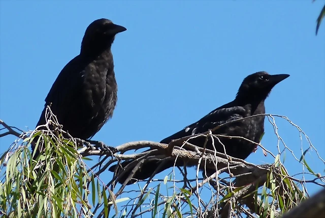 Corvus brachyrhynchos 2 (5-7-16 Seaport Village, San Diego) Corvus brachyrhynchos 2 (5-7-16 Seaport Village, San Diego)