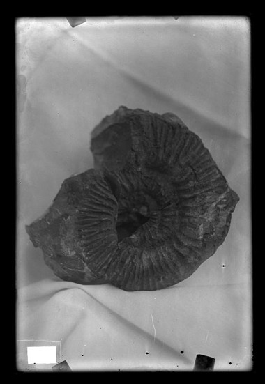 ammonites sierra Cant?n. 1915.Daniel Jim?nez Cisneros ammonites sierra Cant?n. 1915.Daniel Jim?nez Cisneros