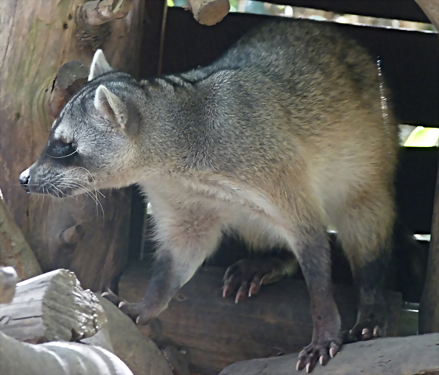 Procyon cancrivorus 3 (1-10-23 Zoo de Quito) Procyon cancrivorus 3 (1-10-23 Zoo de Quito)