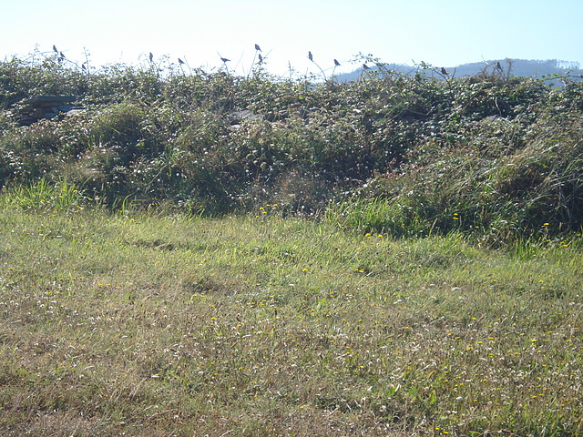 pajaros