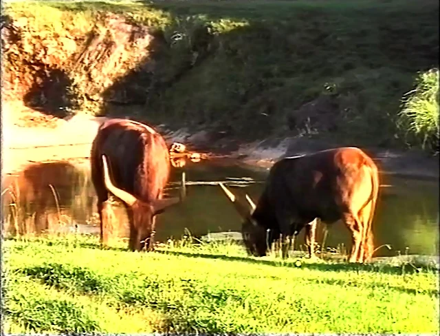 21-Watussi cattle 21-Watussi cattle