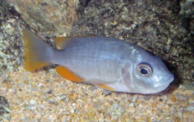 Copadichromis borleyi hembra Copadichromis borleyi hembra