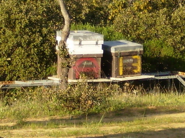 Colmenas nuevas