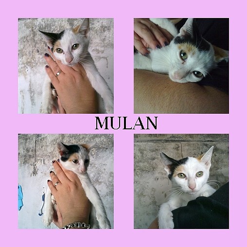 MULAN