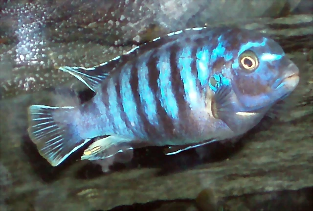 Pseudotropheus demasoni