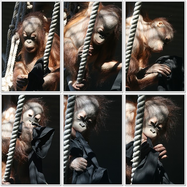 orangutanet orangutanet