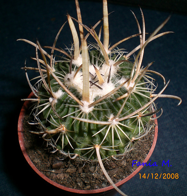 Echinocactus lamellosus=Stenocactus lameallosus