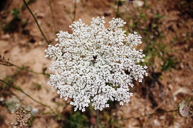 flor junto al arroyo