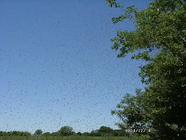 Enjambre en vuelo2