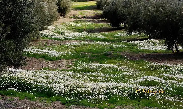 005, alfombra de margaritas, marca