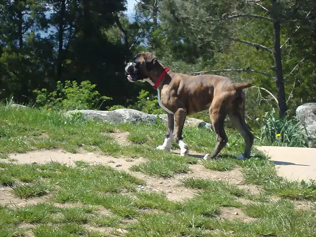 maya 4 meses 014