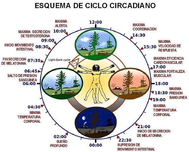 ciclo-circadiano