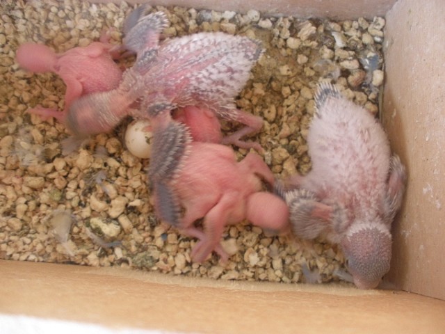 5º pollos 12-11-11 5º pollos 12-11-11