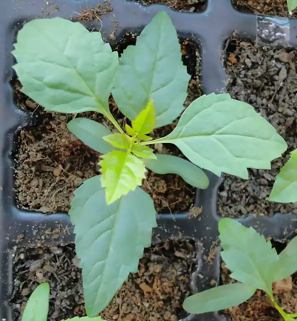 Fraxinus angustifolia - 4-4-14