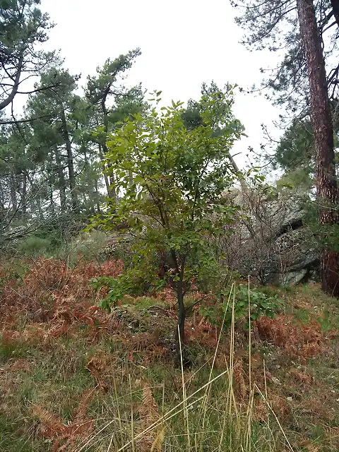 Quercus canariensis arboreto Luis Ceballos (Feb 2020)