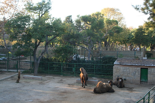 Zoo de Barcelona 05-11-10 881 Zoo de Barcelona 05-11-10 881