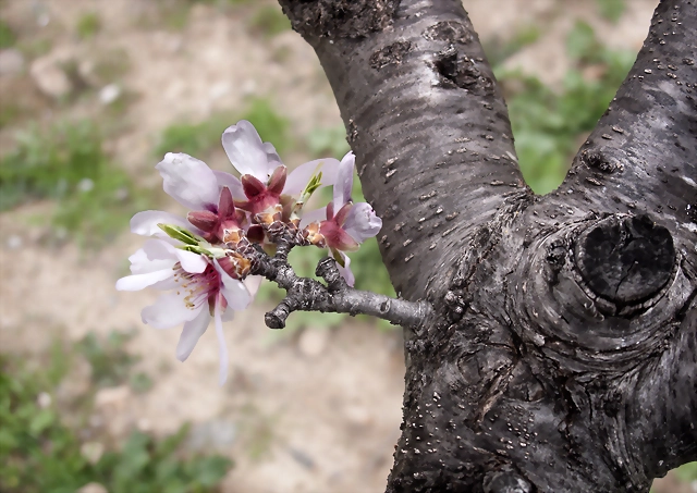 ALMENDRO