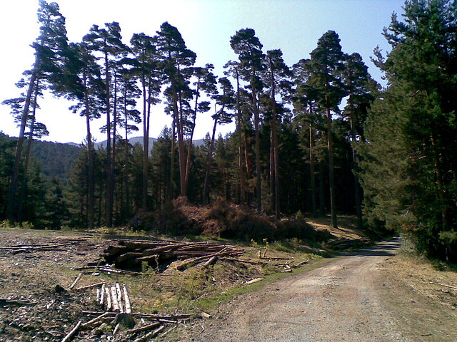 Troncos en Valsan