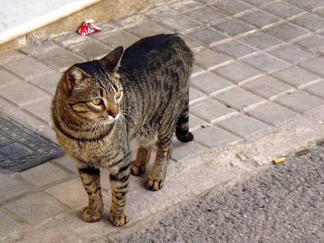 GATO EN LA ACERA