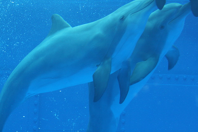 Zoo de Barcelona 591