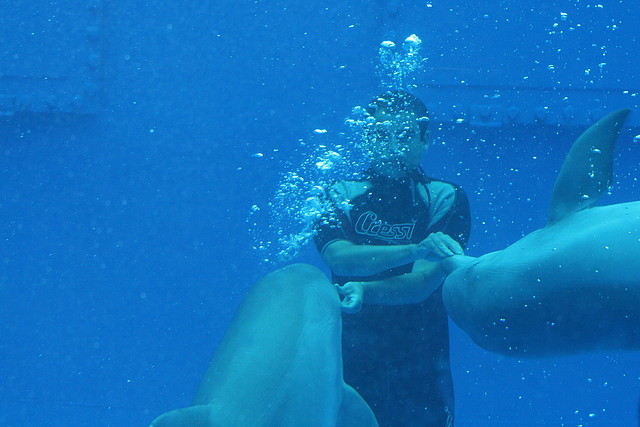 Zoo de Barcelona 589