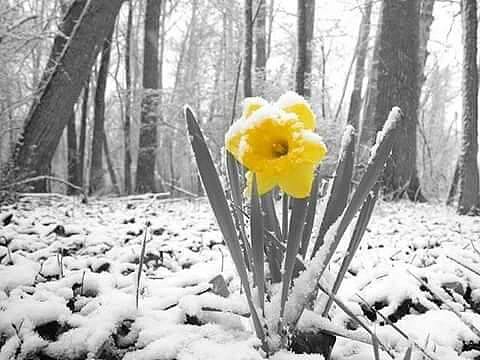 Flor en nieve