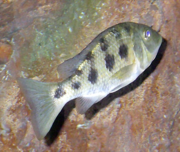 Fossorochromis rostratus Fossorochromis rostratus