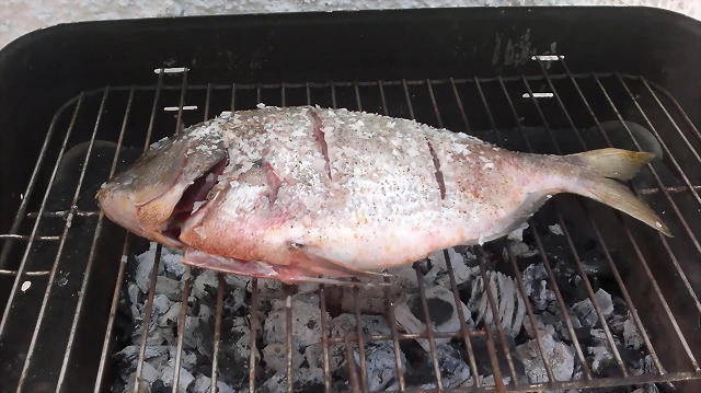 sargobrasa2 sargobrasa2