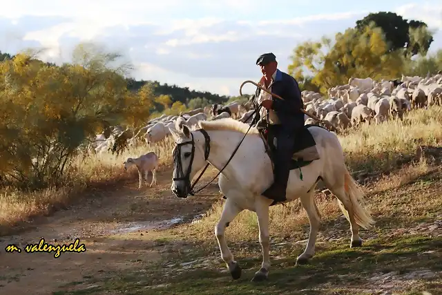 07, pastor a caballo, marca