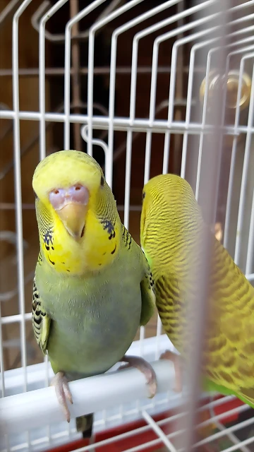 20180629_174142 20180629_174142