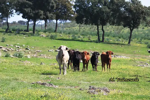 06, vacas, marca