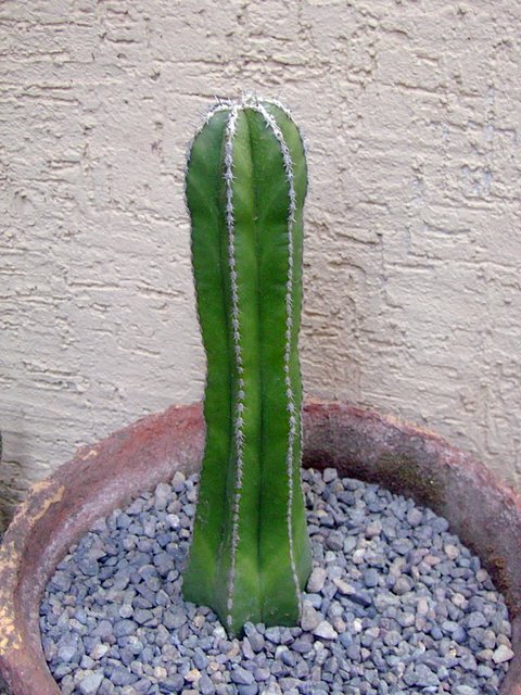 pachycereus