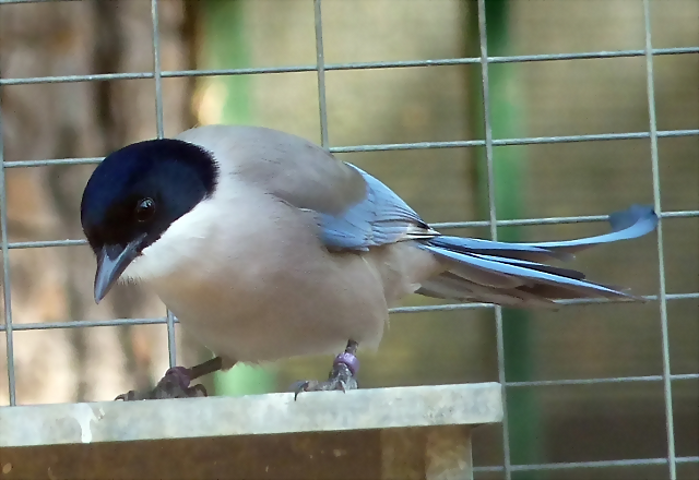 Cyanopica cooki Cyanopica cooki