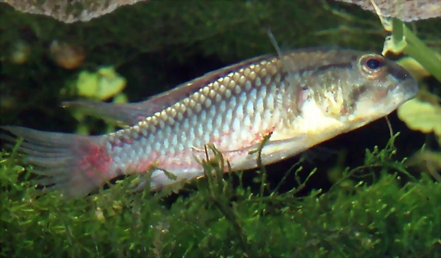 Dimidiochromis dimidiatus Dimidiochromis dimidiatus